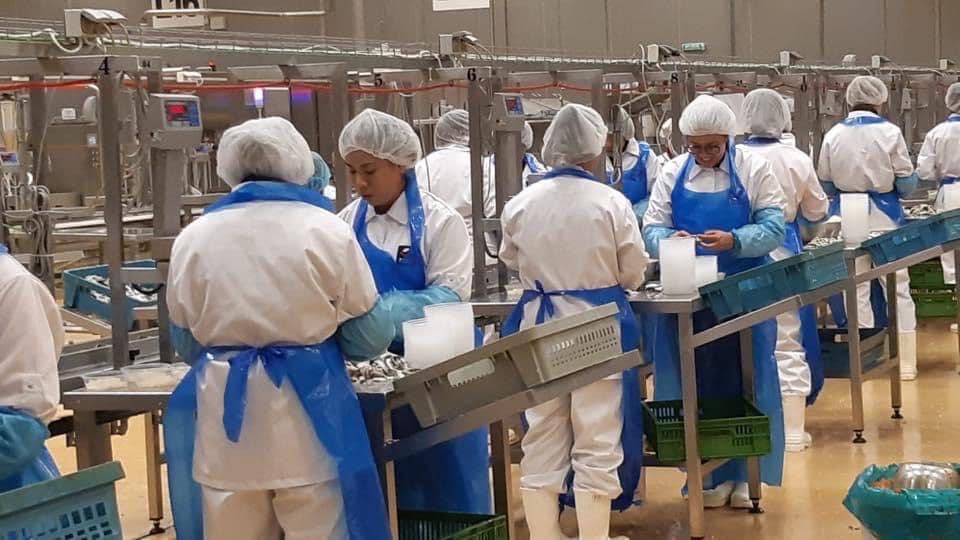 Workers in hairnets and aprons packing trays on a food processing line